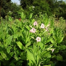 5 x 1000 Tabaksamen 5 Sorten Tabak Samen Echter Rauchtabak Bioanbau Ernte 2014