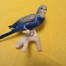 Ens  Wellensittich wunderschön   ( Farbe Dunkelblau )