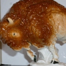 grosser Büffel Bison Stier Figur Porzellan GDR Wagner & Apel ? 9510 ? ca.  27 cm
