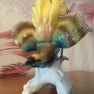 Ens Paradiesvogel Nr.7420