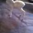  Porzellanfigur Rehkitz 14 cm.