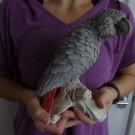 Hummel Goebel W Germany African Grey Papagel Perroquet Parrot CV79 Figurine 8"