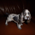 Alte Porzellanfigur Hund Cockerspaniel Nr. 1145 von Dahl Jensen Denmark