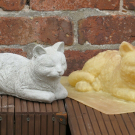 Latex mould ( CAT )